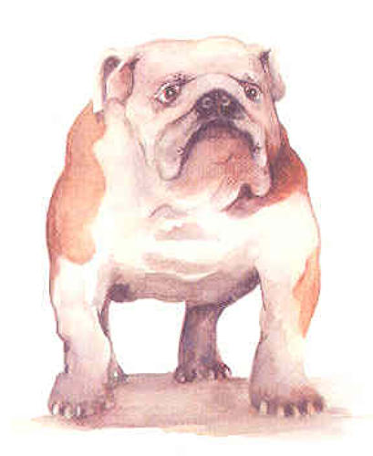 Bulldog