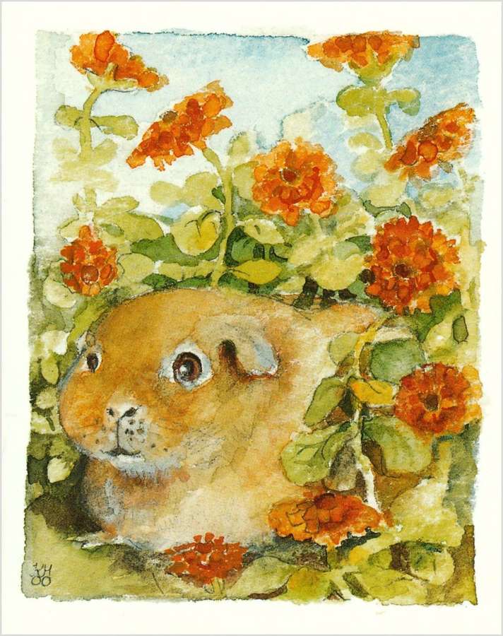 Guinea pig among the marigolds