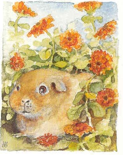 Guinea pig among the marigolds