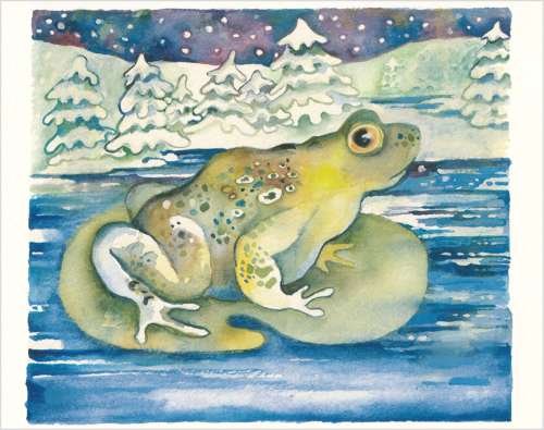 The frog who forgot to hibernate