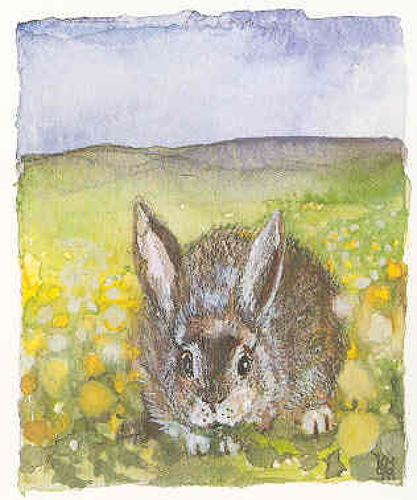 Rabbit in heaven in a field of dandelions