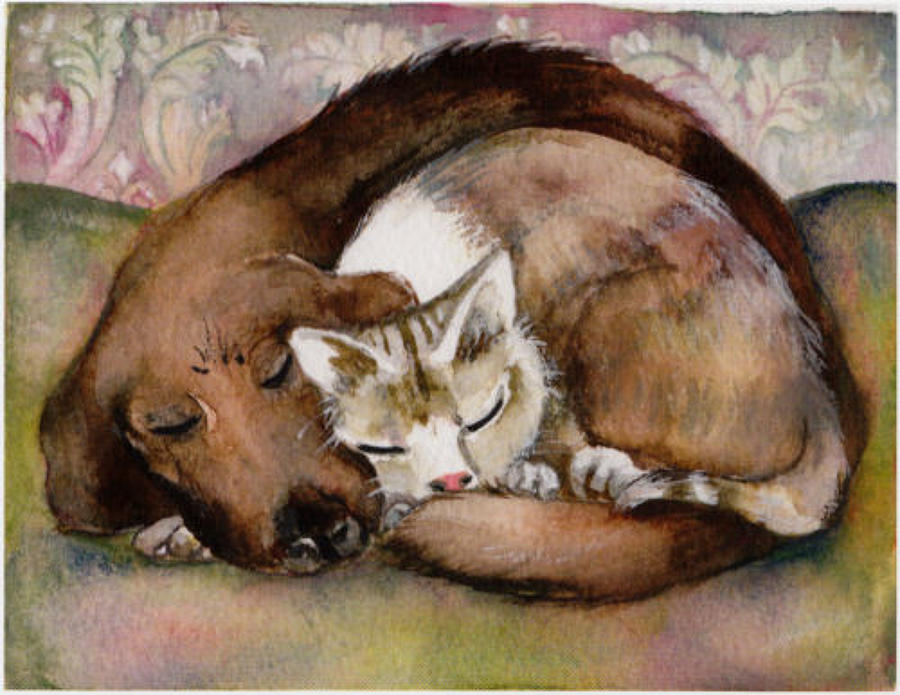 Sleeping cat & dog